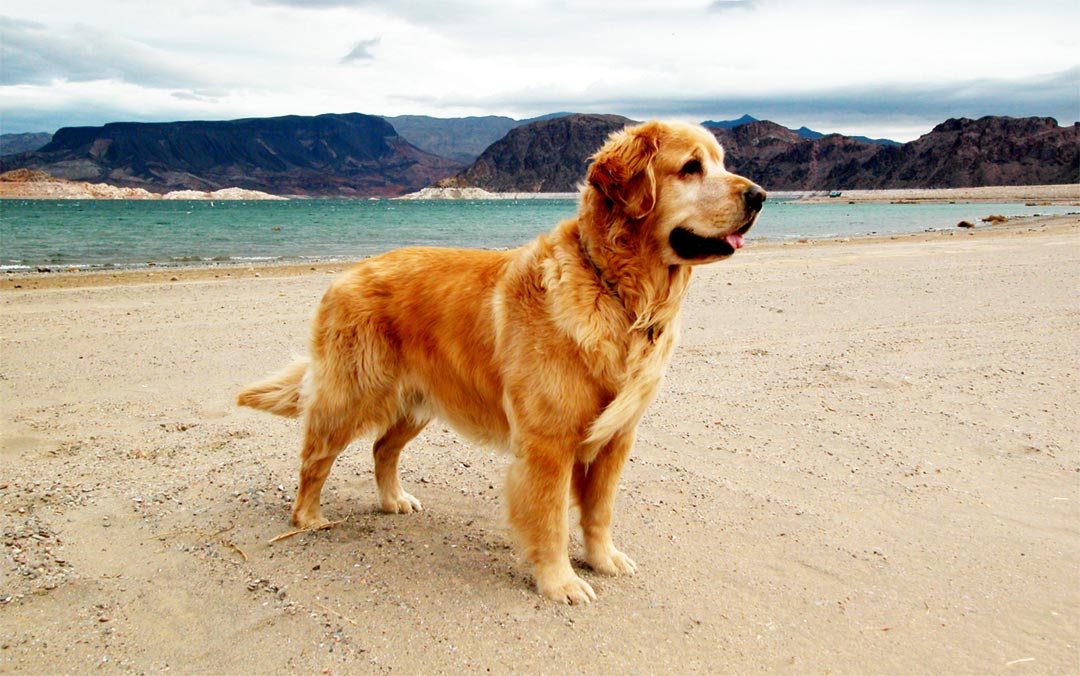 My childhood dog, Watson Golden Bear proudly standing guard. Lake Mead - Nevada