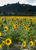 Sunflowers in Saturnia, Tuscany.