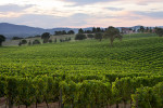A vineyard near Scansano, Tuscany.
