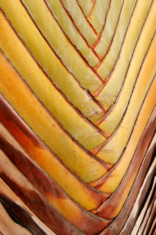A palm leaf in Puerto Rico.
