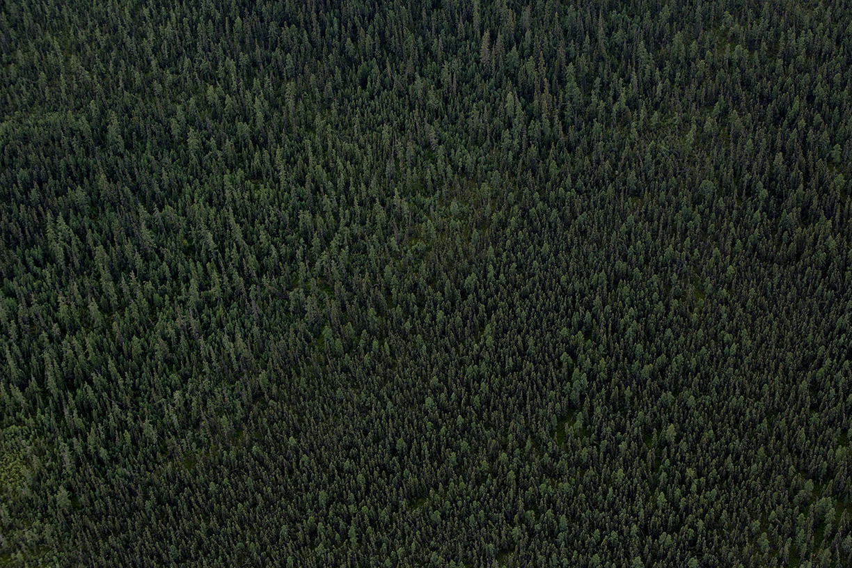 Trees in the Boreal Forest stand in Fort McMurray.