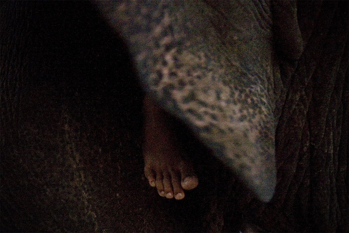 The foot of mahout Jazz rests near the ear of elephant Ma Meio in the Sukhumvit area of Bangkok. Mahouts often use their feet to control, or drive, their elephants. 