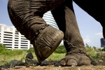 A shackled domesticated elephant pulls on it's chain at patch of land in Bangkok.