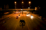 A mahout and his elephant wait stranded on the centre median of a main road in Bangkok. 