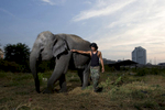 Mahout Wan poses with elephant Boopae near a temporary camp in Bangkok.