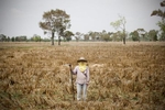 Wan's sister Aor stands at their family farm in Surin province. Outside of a short rice-farming season Surin remains a dry and hot environment most of the year leaving rice-farmers with little to no income. As a result members of most farming families end up in urban centres like Bangkok seaching for employment.