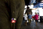 A reflector used for traffic sits fastened to elephant Ma Meio in the Sukhumvit tourist area in Bangkok.