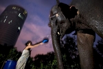 Mahout Ooae washes elephant Boopae before heading off to work the streets of Bangkok. 