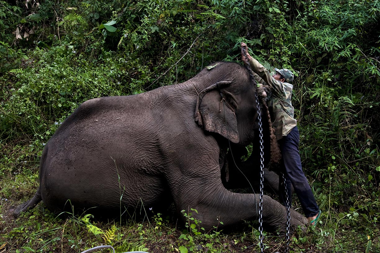 A mahout prepares his elephant for a day of work logging in an area near Hongsa in Lao PDR.