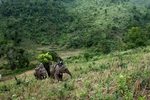 Mahouts and their elephants climb a mountain in search of logs in an area near Hongsa in Lao PDR. 