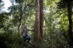 An oozie, or mahout, prepares to cut down a tree in the Yoma mountain range.