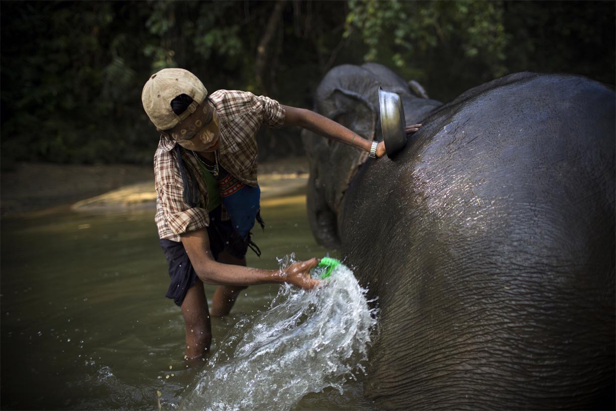 An oozie, or mahout, washes his elephant in the Yoma mountain range. 