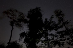 Trees stand among the stars in the Yoma mountain range. 