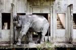 An elephant scratches its head on a wall at an abandoned housing development in Bang Bua Thong, Thailand. 