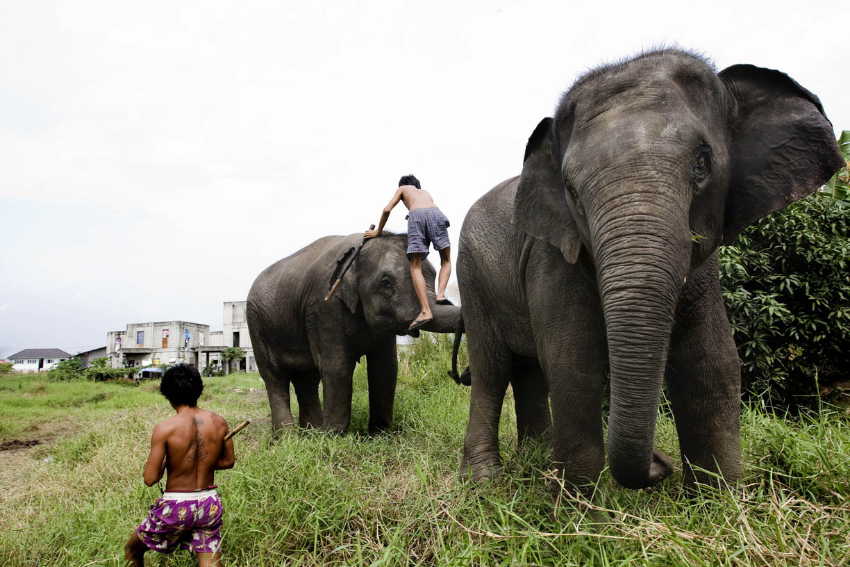 Mahouts greet their elephants in the morning at an abandoned housing development in Bang Bua Thong, Thailand. 