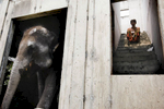 Mahout Wan, poses with his elephant Cola at an abandoned housing development in Bang Bua Thong, Thailand. 