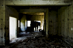 An elephant takes refuge from the sun inside a room at an abandoned housing development in Bang Bua Thong, Thailand.