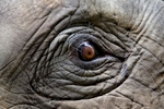 A close-up of an elephant's eye at an abandoned housing development in Bang Bua Thong, Thailand.