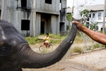 An elephant squirts water from its trunk at an abandoned housing development in Bang Bua Thong, Thailand. 
