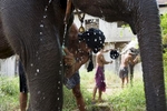Mahouts wash elephants at an abandoned housing development in Bang Bua Thong, Thailand. 