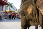 An elephant stands in front of a shopping centre in Bangkok.