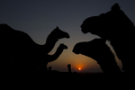 Camels stand in the desert in Pushkar.