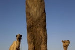 Camels stand in the desert in Pushkar. 