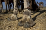 A camel's feet stand bound in Pushkar. 