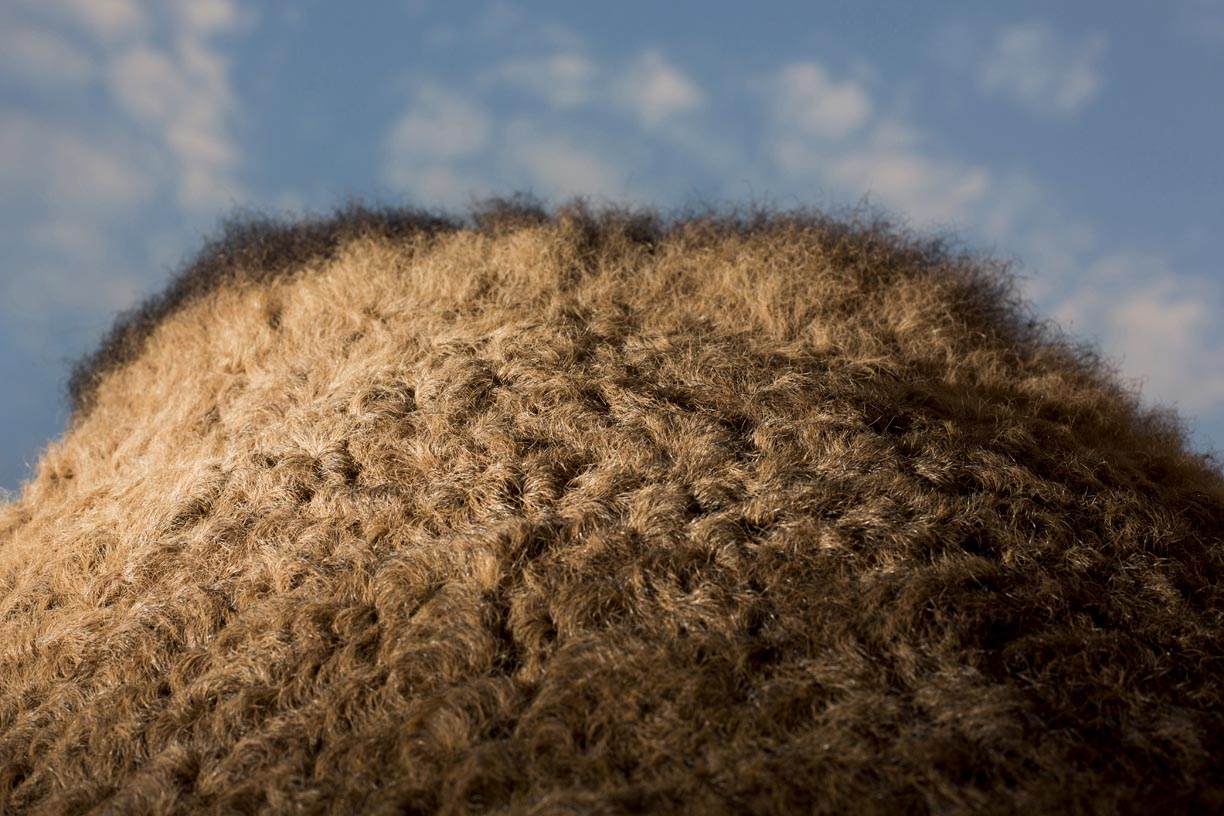 Hair covers a camel's hump in Pushkar. 