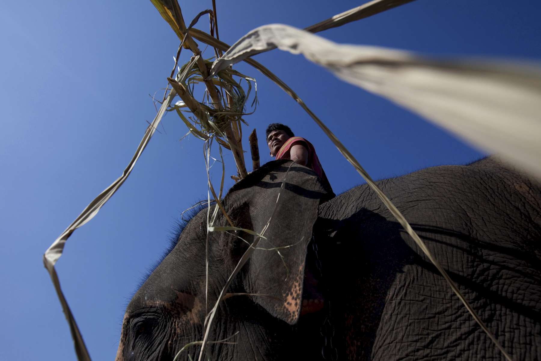 A mahout carries food for his elephant backstage during the Surin Elephant Roundup.