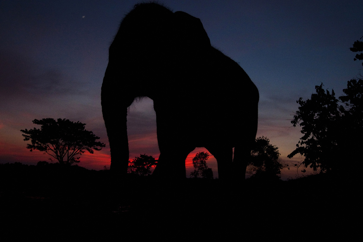 An elephant grazes at a mahout camp during the Surin Elephant Roundup.