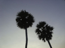 Palm Trees on Chinnasalem Lake Shore,Villupuram District  