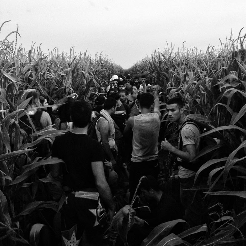 August 11, 2015. A group of families and friends from Syria hide in a field of corn meters away from Serbia's border with Hungary, Horgos, Serbia. 