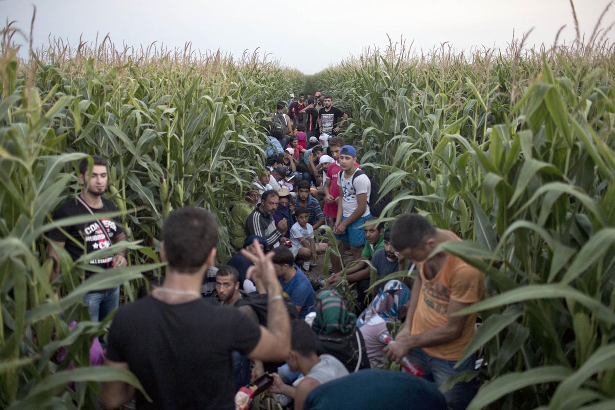 Refugees from Syria hide in a corn field meters away from Serbia's border with Hungary, Horgos, Serbia, August 11, 2015. 