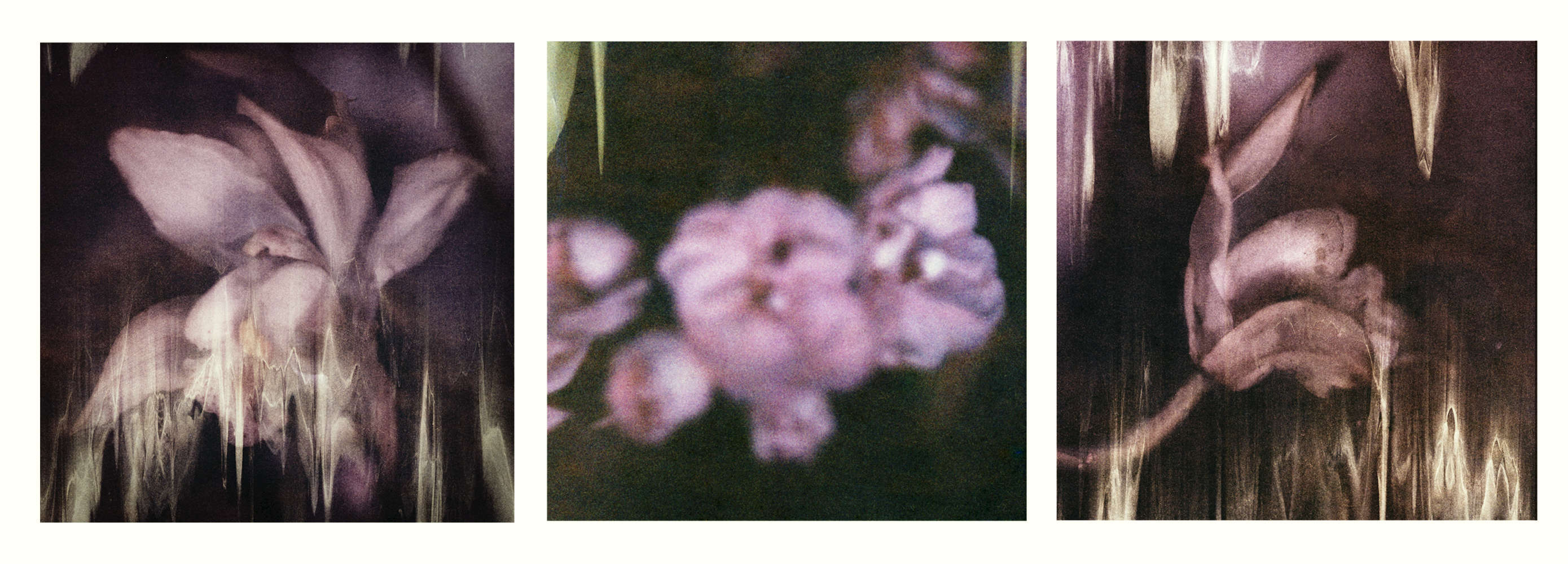 Orchid Inverted photographed 2005 - 8x10 Polaroid  22{quote} x 60 {quote} ed of 8 44 x 120 ed of 3