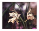 Orchid photographed 2005 - Polaroid 8x10 