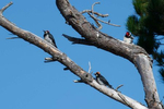 Acorn-Woodpecker-1
