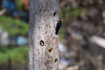 Acorn-Woodpecker-3