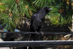 American-Crow