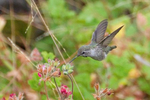 Anna-s-Hummingbird