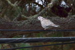 Eurasian-Collared-Dove