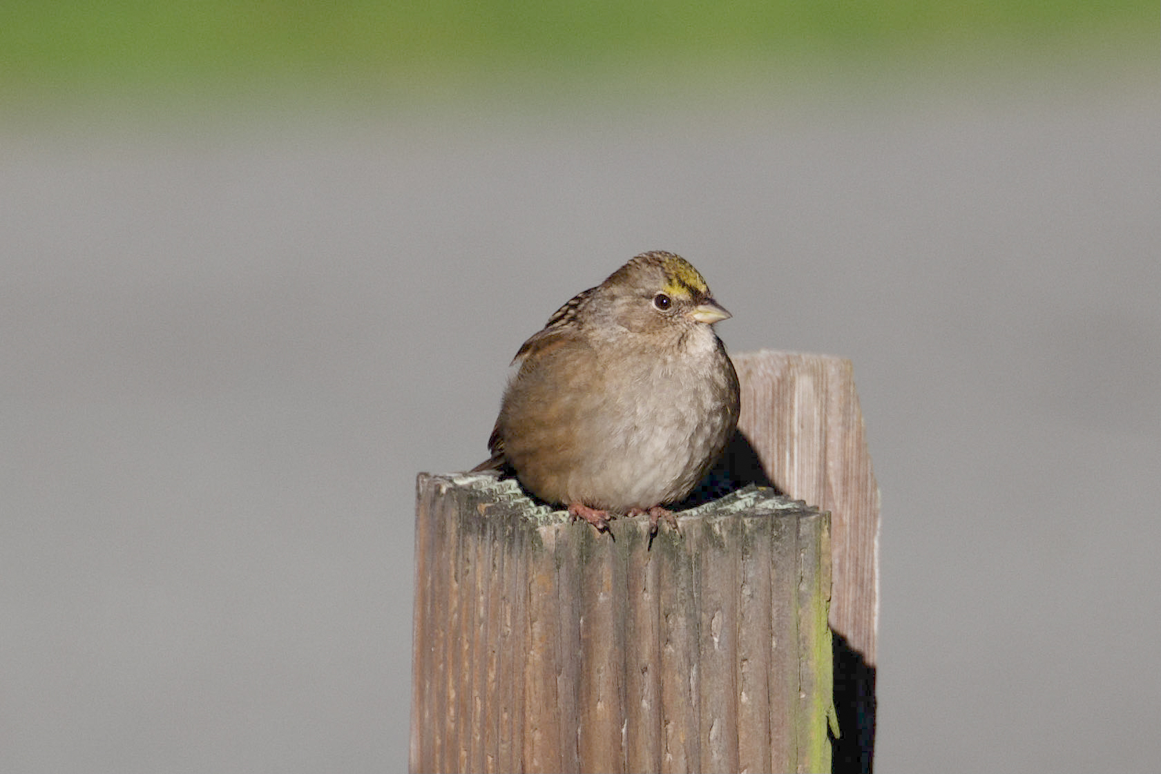 Golden-Crowned-Sparrow-1