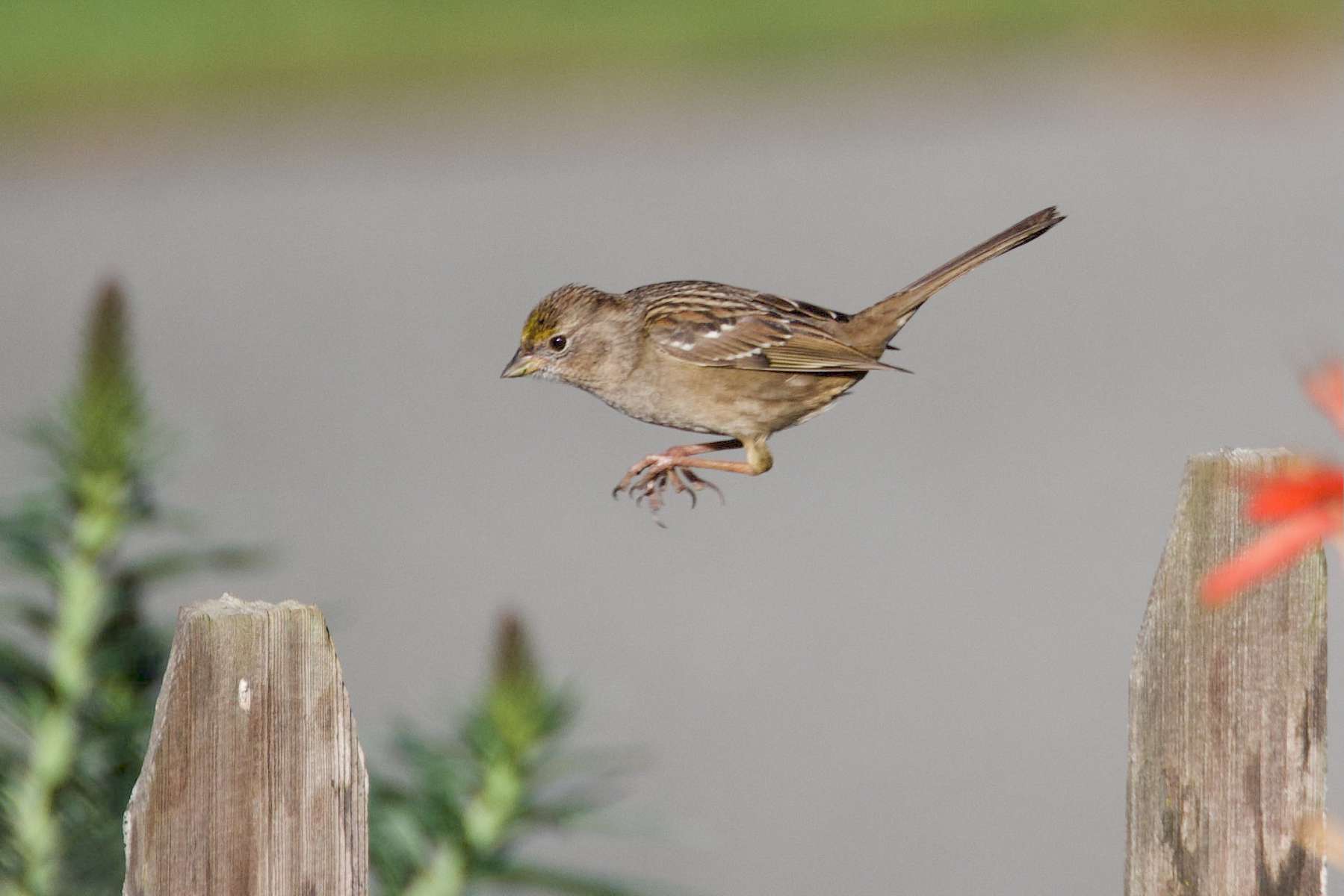 Golden-Crowned-Sparrow-2