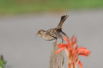 Golden-Crowned-Sparrow-3