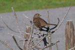 Golden-Crowned-Sparrow-4