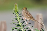 Golden-Crowned-Sparrow