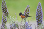 Spotted-Towhee-1