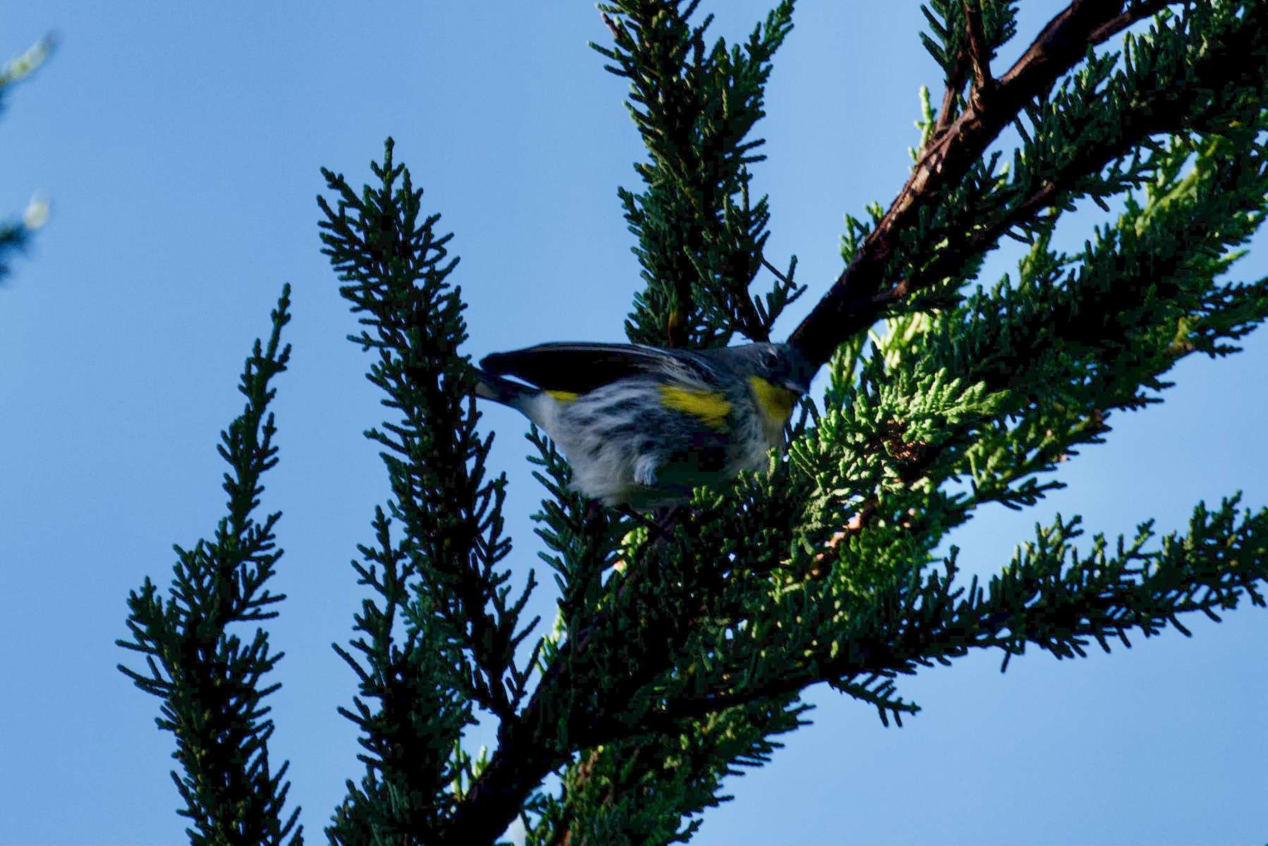 Yellow-Rumped-Warbler-Male