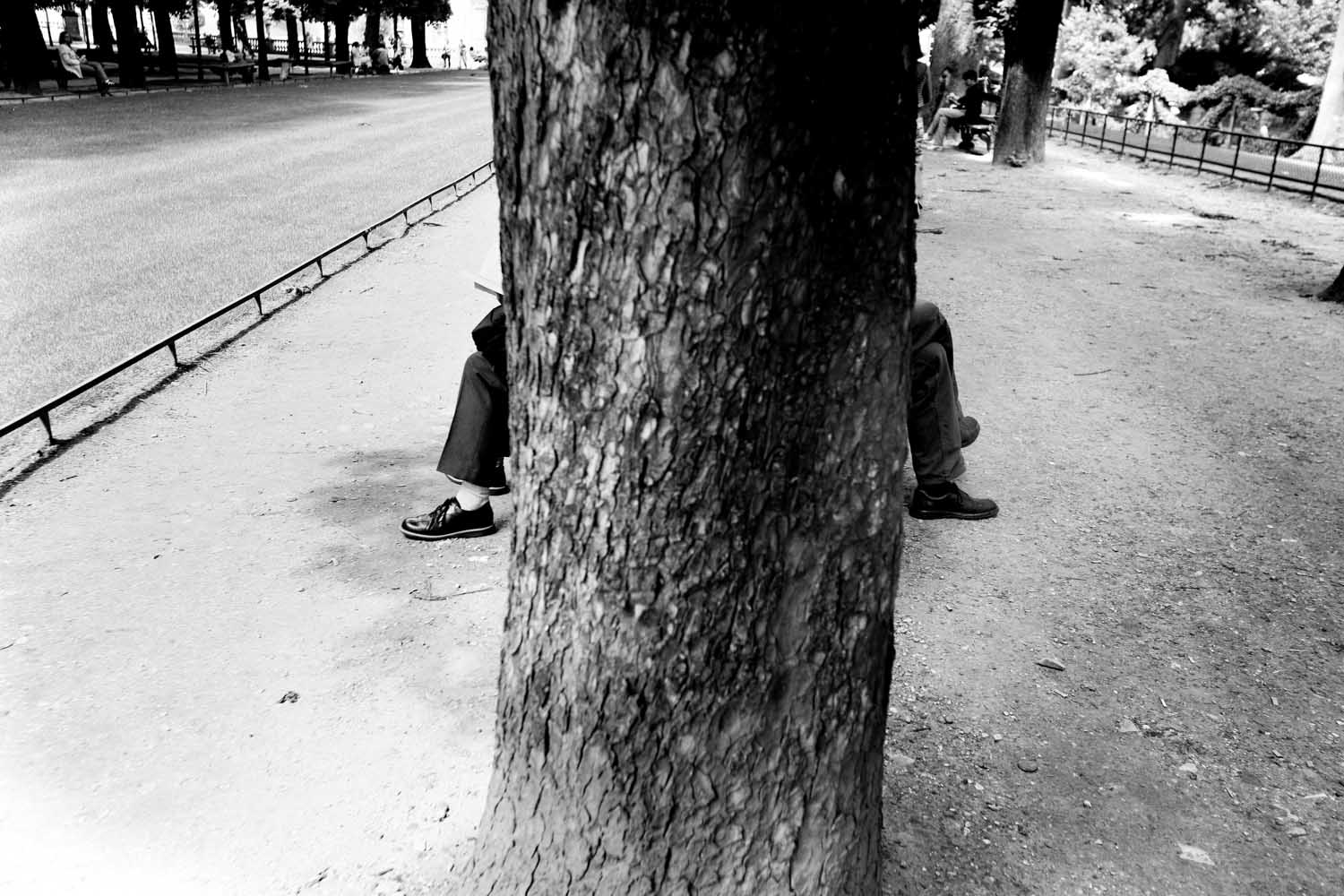 Paris_Tree