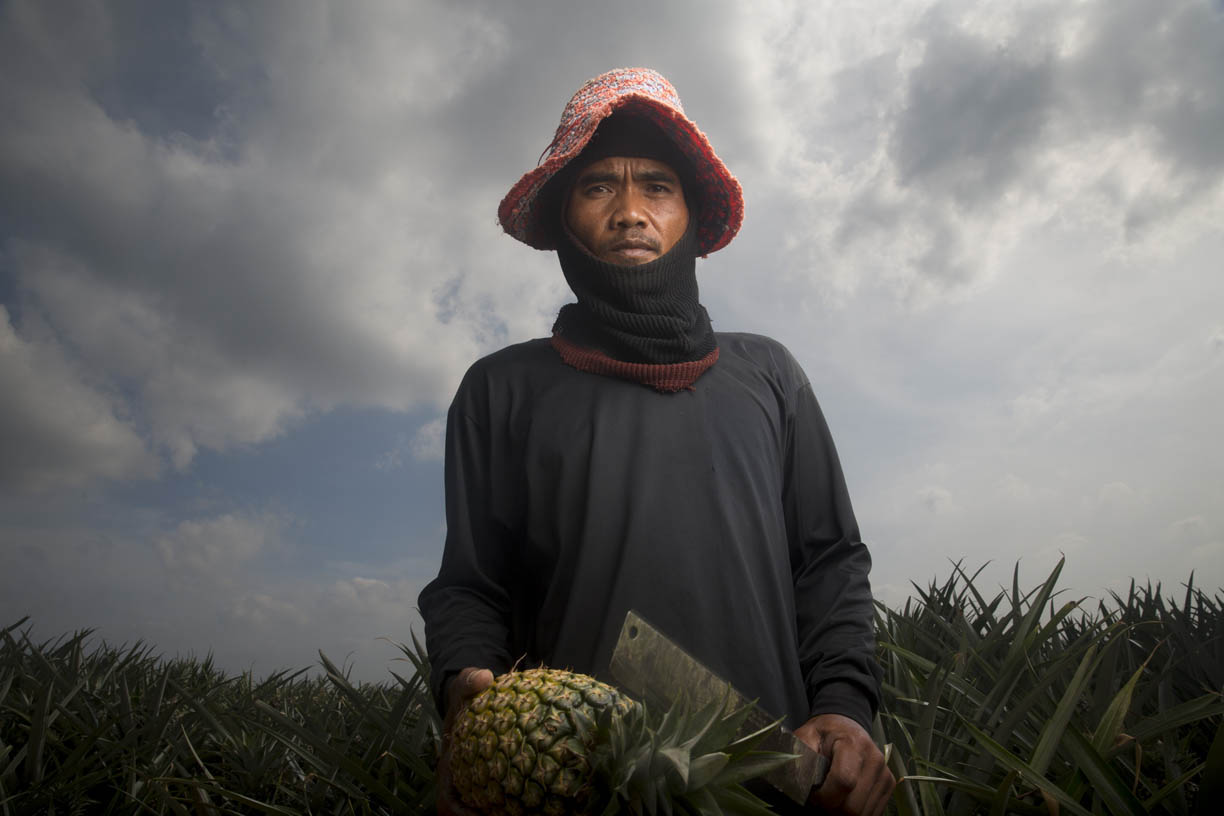 Pineapple Farmer, Thailand